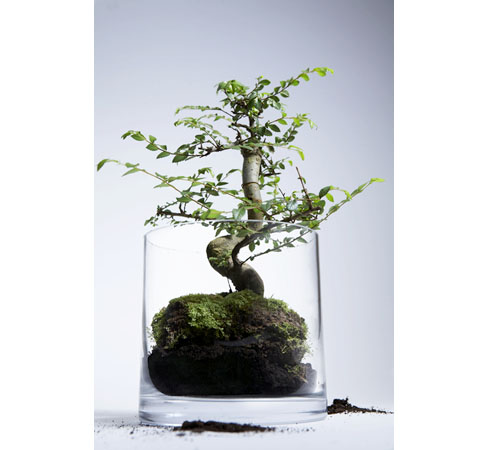 bonsai-shop.jpg