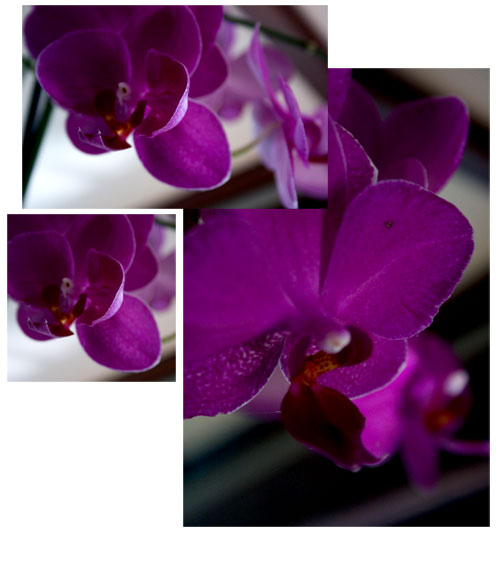 PJB_orchids4
