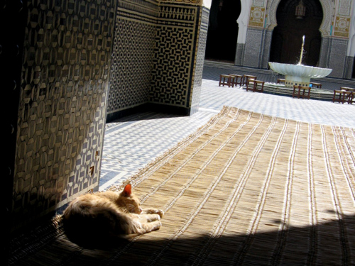 mosque-cat