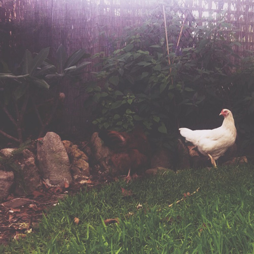 PJB_lalywithchickens2014_2