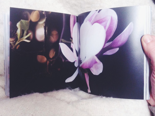PJB_magnolia_littletreasures_2014