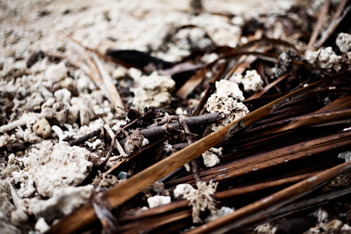 PiaJaneBijkerk_coralcoast_fiji_2015_14