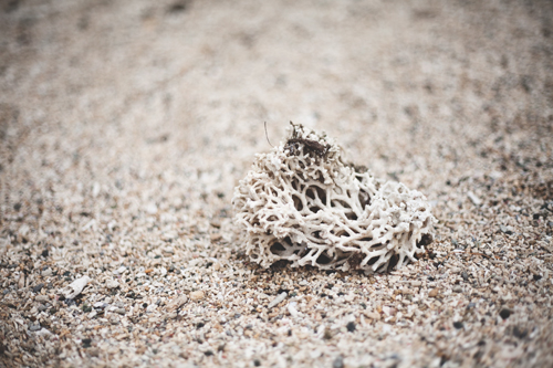 PiaJaneBijkerk_fiji_coral_2015